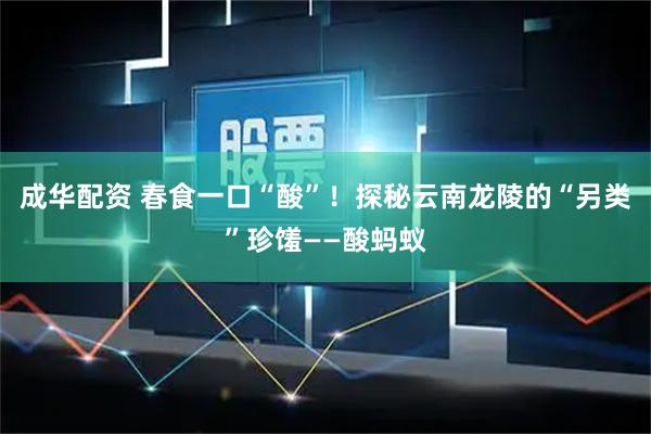 成华配资 春食一口“酸”！探秘云南龙陵的“另类”珍馐——酸蚂蚁
